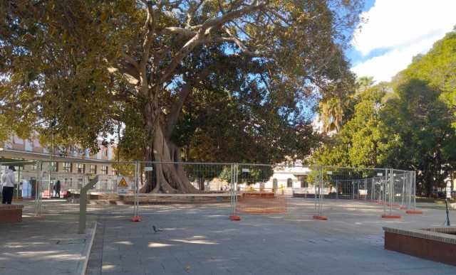 Cagliari, chiusa l'area sotto il Ficus monumentale in piazza Matteotti: 