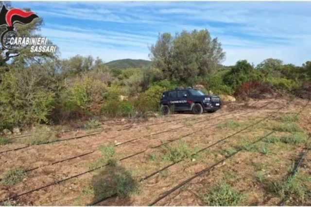 Sequestrata una maxi coltivazione di marijuana con oltre duemila piante: il sequestro nel nord dell'Isola