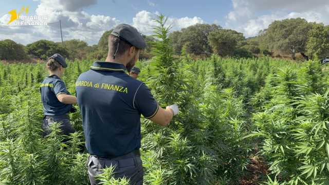 Piantagione A Sedini Sequestrate 4600 piante di marijuana nelle campagne di Sedini: il blitz (Video)