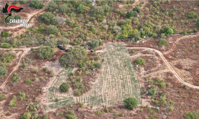 Scoperta una maxi coltivazione di marijuana con oltre duemila piante: il sequestro nel nord dell'Isola