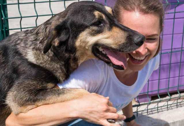A Pirri l'evento “Il cane, dal canile a casa”: l'iniziativa per chi desidera adottare e l'incontro con gli esperti
