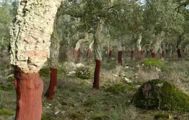 Sughero Sugherete private sarde, la Regione stanzia 10 milioni di euro per valorizzarle