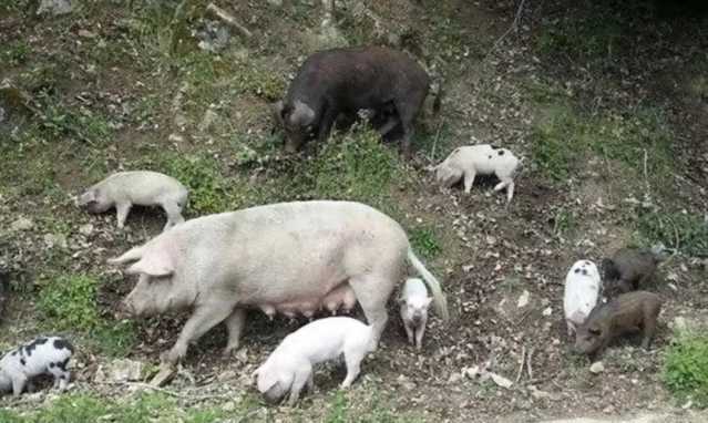 Spagna, scoppia la prima epidemia di peste suina africana dal 1994