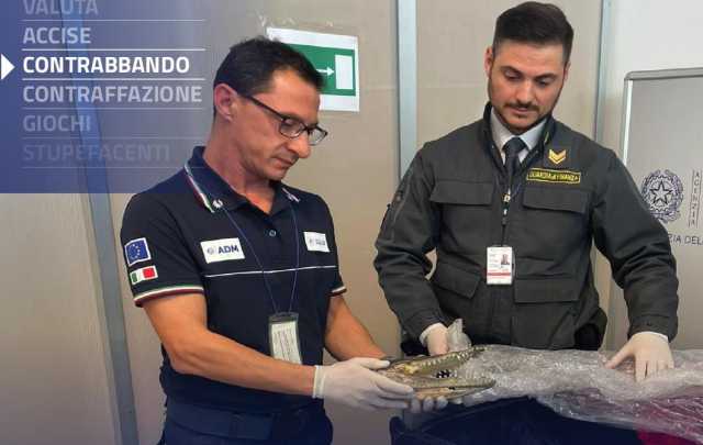 Testa Di Coccodrillo Sbarca in aeroporto con una testa di coccodrillo nel bagaglio: il sequestro a Palermo