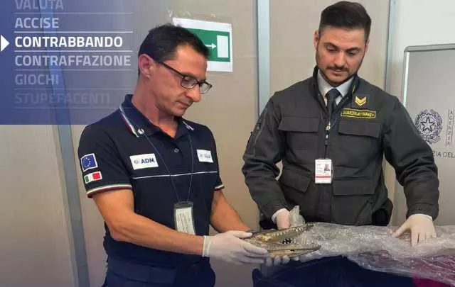 Testa Di Coccodrillo Sbarca in aeroporto con una testa di coccodrillo nel bagaglio: il sequestro a Palermo