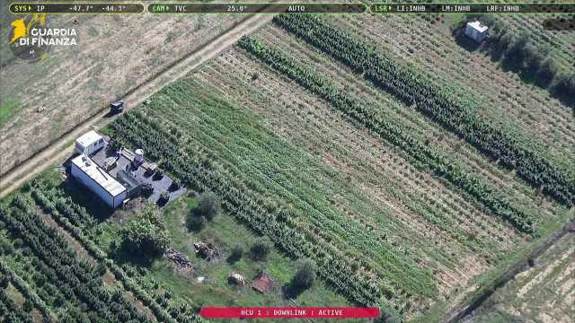 Sequestro record nel Cagliaritano: 4 tonnellate di canapa in una piantagione ad Assemini (Video)