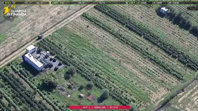 Sequestro record nel Cagliaritano: 4 tonnellate di canapa in una piantagione ad Assemini (Video)