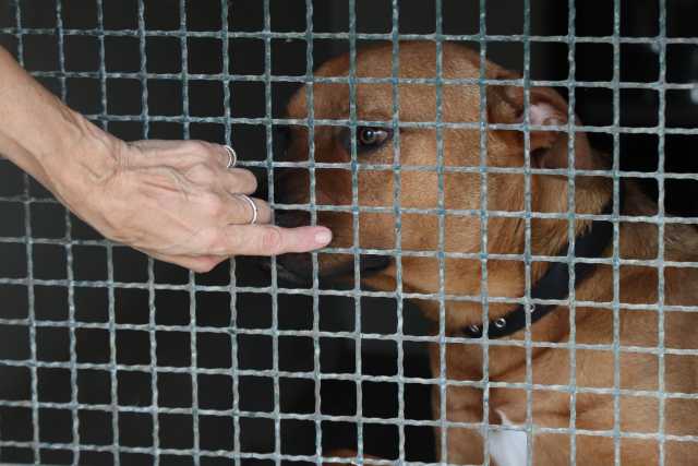 Orrore a Oliena, uccide a calci il cane della sua famiglia davanti al fratello minorenne: denunciato 