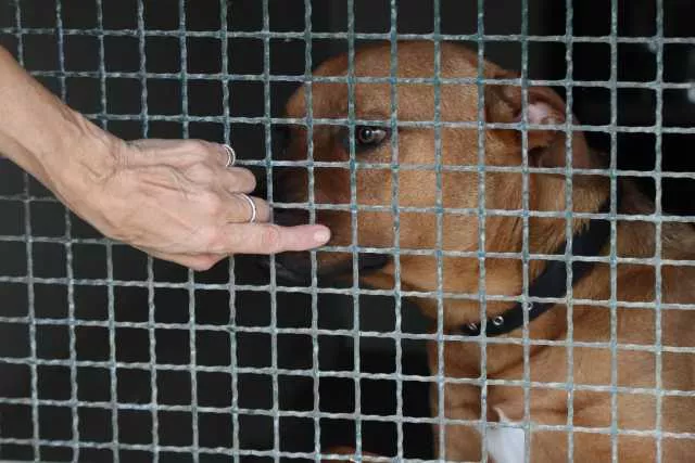 Orrore a Oliena, uccide a calci il cane della sua famiglia davanti al fratello minorenne: denunciato 