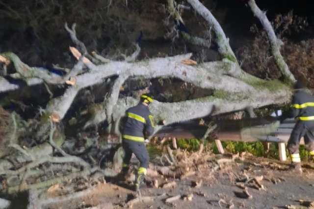 Bono, grosso albero crolla sulla provinciale 128 bis