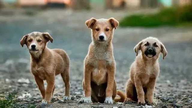 Pet economy, in Sardegna il busines della cura degli animali: quasi 800 imprese nell'Isola