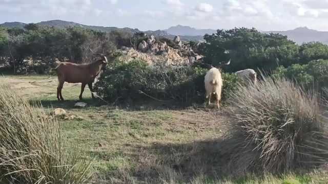 Troppi i danni delle capre: dopo i cinghiali a Caprera è allarme 