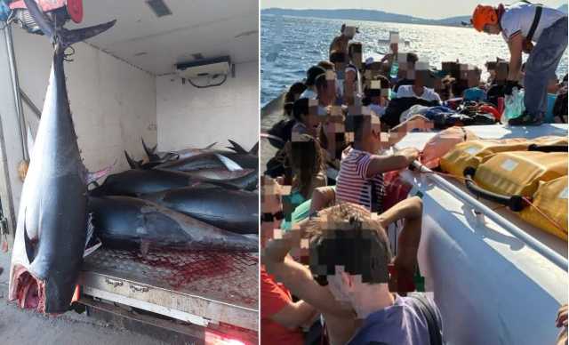 I salvataggi a Punta Molentis, pesce sequestrato e controlli: il bilancio 2025 della direzione marittima