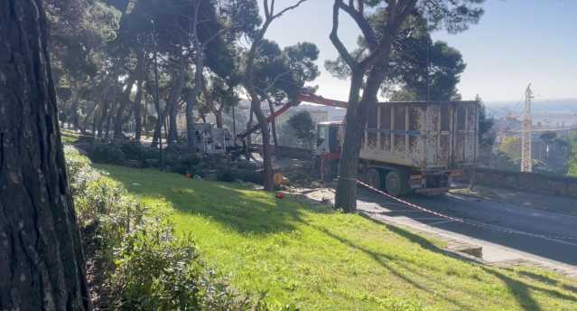 Cagliari, abbattuto il pino di via Giussani: 