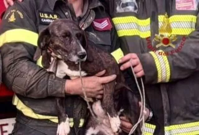 Cane Salvato Da Vigili Del Fuoco