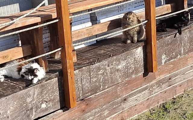 Emergenza colonie feline sul lungomare di Cagliari: servono coperte, cibo e pallet