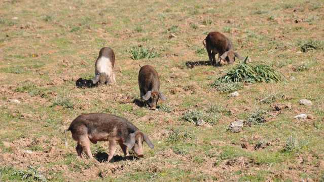 Peste suina, la Sardegna fuori dai piani nazionali di prevenzione: 