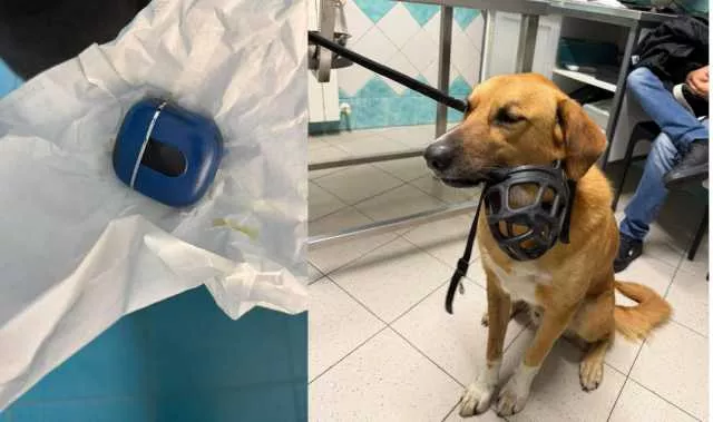 Cane Salvato Dalla Clinica Duemari Bosa, ingoia la custodia degli AirPods: cane salvato con un intervento chirurgico nella clinica Duemari
