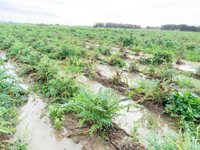 Campi allagati, semine a rilento e mai partite: agricoltura in ginocchio nell'oristanese