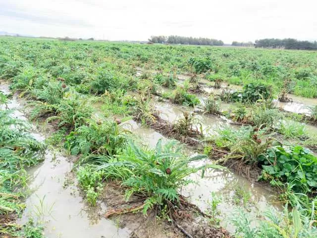 Campi allagati, semine a rilento e mai partite: agricoltura in ginocchio nell'Oristanese