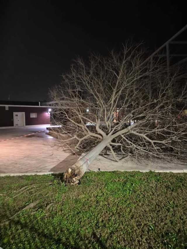 Vento forte anche a Cagliari, il Comune chiude i parchi pubblici della città