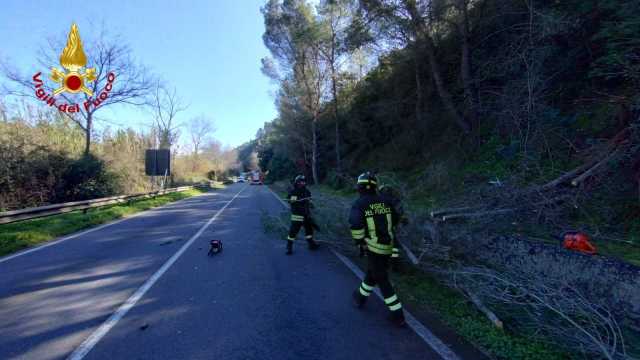 Crolla un albero sulla strada statale 129: ferito un operatore Anas, soccorso con l'ambulanza