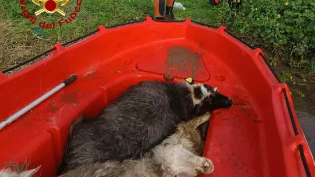 Pecore salvate, persone soccorse e strade insicure: mille interventi in 3 giorni per il maltempo in Sardegna