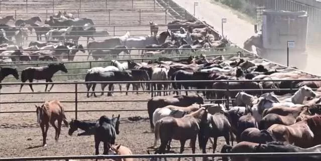 Stop alla carne di cavallo? A Cagliari le polemiche sulla proposta di legge: “Siamo infuriati”