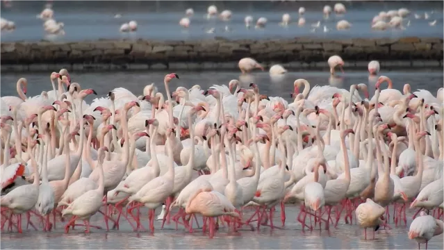 Cagliari, al parco naturale di Molentargius fenicotteri in lieve calo ma ricompare il mignattaio