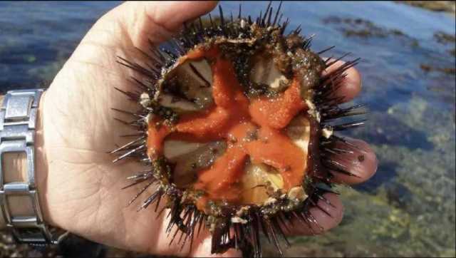 Pesca dei ricci, i danni dei cormorani e il ciclone: tavolo Blu con l'assessore a Cagliari