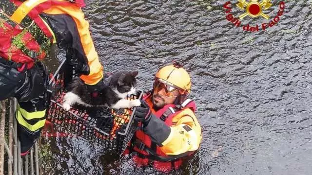 Oristano, gatto intrappolato in uno scantinato abbandonato: portato in salvo