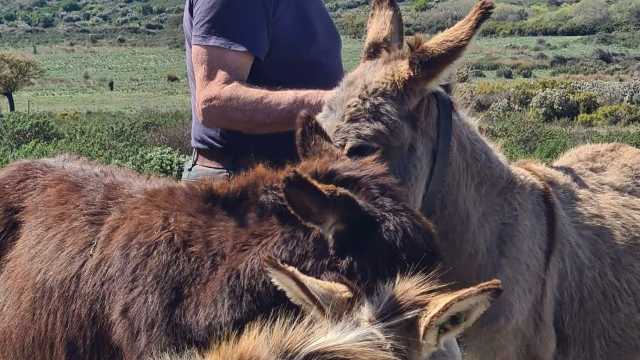 La denuncia choc a Sinnai: 