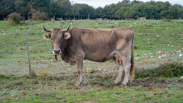 Dermatite bovina, abbattuti i capi tra Muravera e Villaputzu: si eviteranno i blocchi dell'Unione Europea?