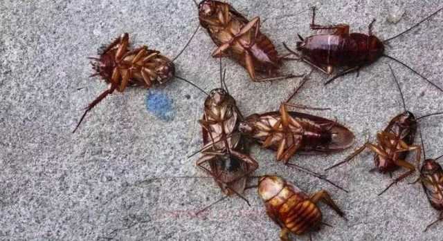 Blatte a scuola, chiude per disinfestazione il Liceo Euclide di Cagliari