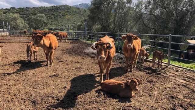 Dermatite bovina a Muravera e Villaputzu, l'Asl: 