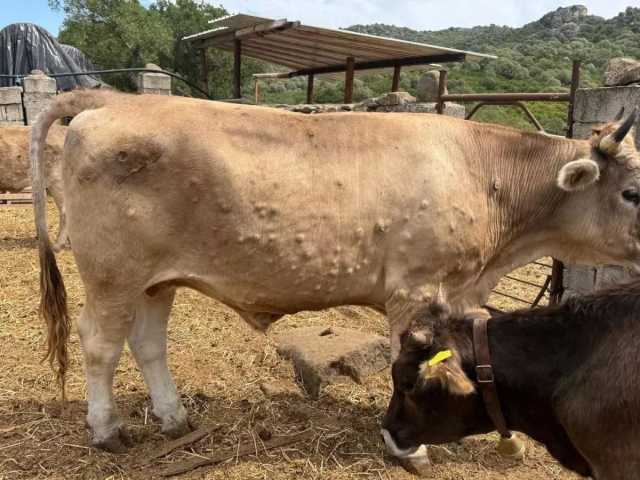 Dermatite dei bovini, scoperto un nuovo focolaio a Muravera: 