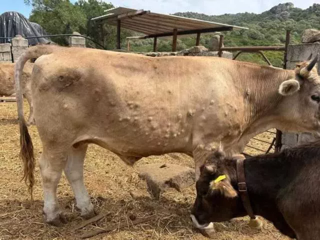 Dermatite dei bovini, scoperto un nuovo focolaio a Muravera: 