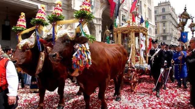 È ufficiale, niente buoi per le traccas e per il cocchio: Sant'Efisio forse portato in spalla