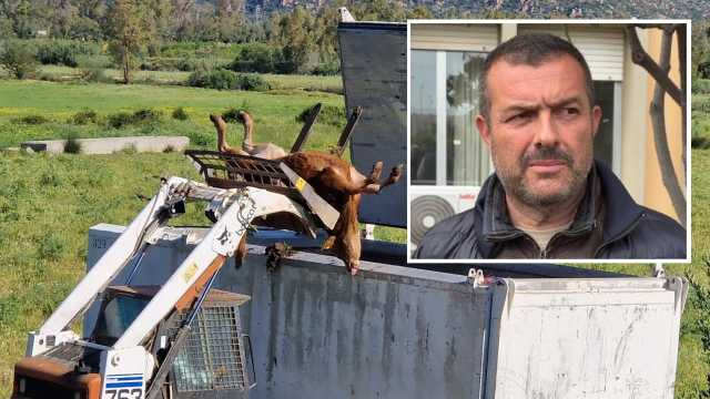 Alta tensione sulla dermatite bovina: 
