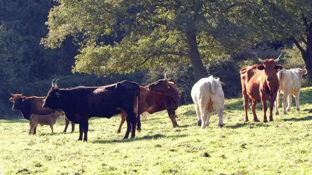 Dermatite bovina in Sardegna, arrivano 300 mila dosi di vaccino