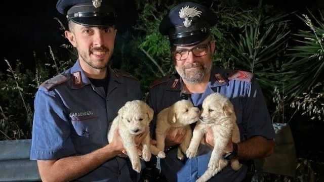 Iglesias, tre cuccioli chiusi dentro un sacco abbandonati a bordo strada: salvati dai carabinieri