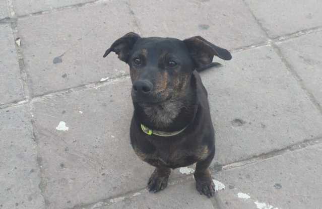 Jack Ucciso Dolianova Choc a Dolianova, il cagnolino Jack brutalmente picchiato e ucciso: