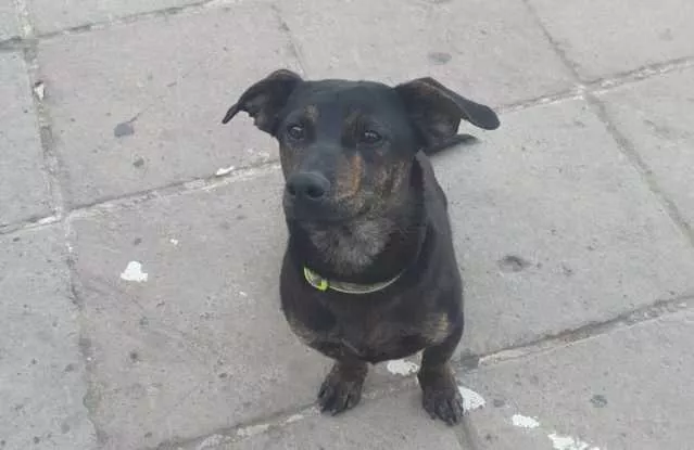 Jack Ucciso Dolianova Choc a Dolianova, il cagnolino Jack brutalmente picchiato e ucciso: