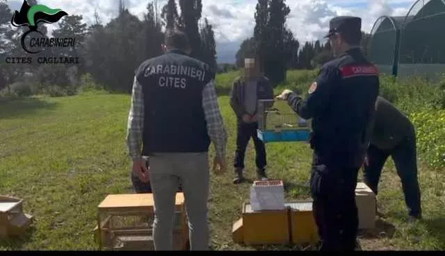 Gabbie trappola per catturare uccelli protetti: scattano le denunce per bracconaggio nel Sud Sardegna