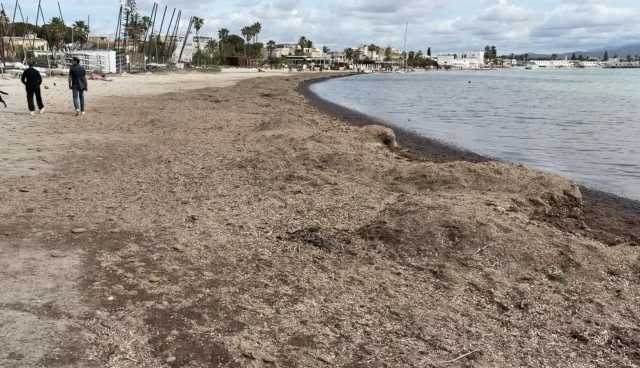 Posidonia Poetto Cagliari Cagliari, il maestrale non ha rimosso la posidonia al Poetto (né le polemiche)