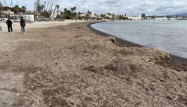 Posidonia Poetto Cagliari Cagliari, il maestrale non ha rimosso la posidonia al Poetto (né le polemiche)