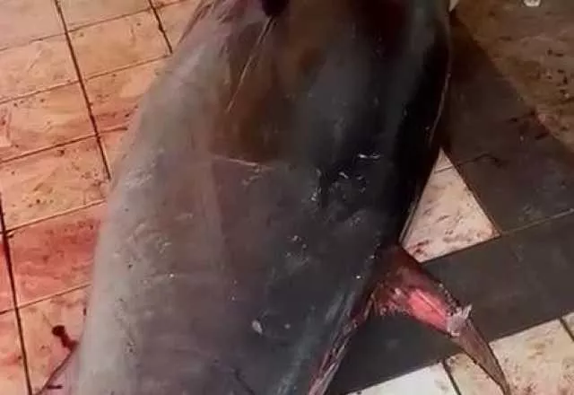 Foto1 1 Teulada, sequestrati 800 chili di tonno rosso: in una cella abusiva esemplari senza testa insieme a cani e gatti