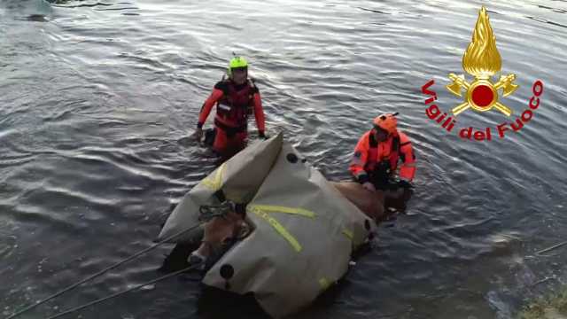 Badesi, mucca rischia di annegare nel fiume Coghinas: salvata dai vigili del fuoco 