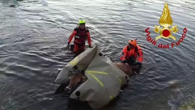 Badesi, mucca rischia di annegare nel fiume Coghinas: salvata dai vigili del fuoco 