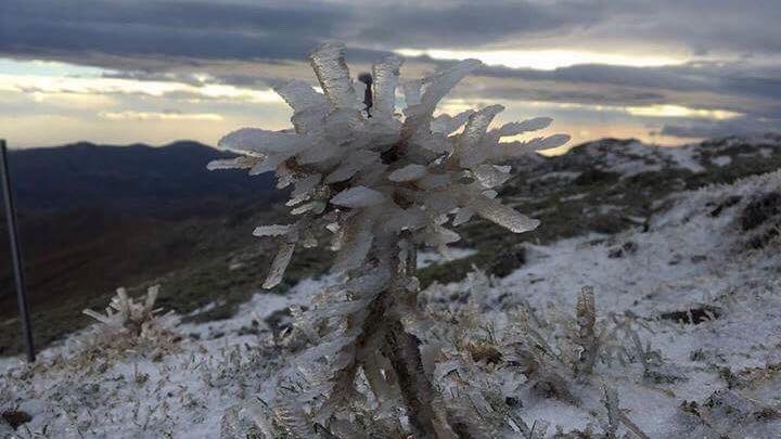 Bruncuspina Neve